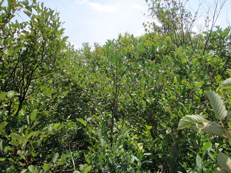 Circumneutral Mixed Shrub Wetland